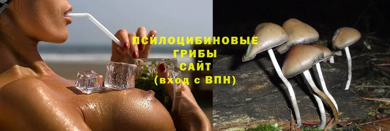 Псилоцибиновые грибы Psilocybe Полесск